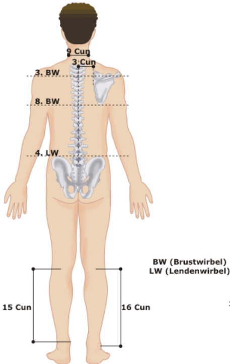 Cun-Maß an der Rückseite des Körpers