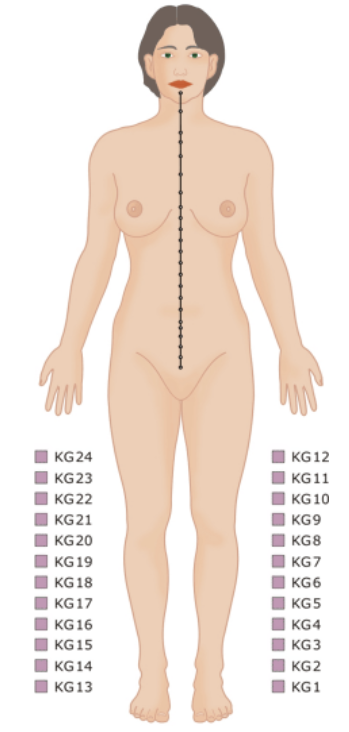 Verlauf des Konzeptionsgefäßes