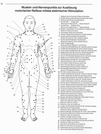 Muskel- und Nervenpunkte der Vorderseite
