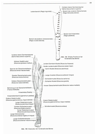 Behandlungspunkte der Vorderseite des Beins und anatomische Struktur